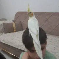 کفتر پیدا شده