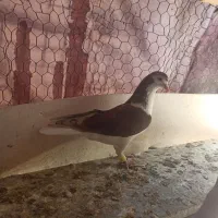 نر خشرنگ سرخ|پرنده|اصفهان, ارزنان|دیوار