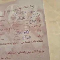 سگ پودل|سگ|پردیس, فاز ۲|دیوار