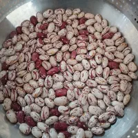 فروش لوبیا چیتی  مناسب خوراک وبذر