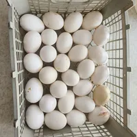 تخم نطفه دار گلین شراکتی