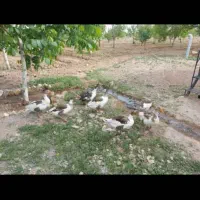 مرغ و جوجه و غاز