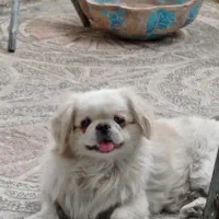 پیکینیز امپریال