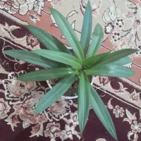 گل طبیعی|گل و گیاه طبیعی|یزد, |دیوار