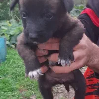 توله مالینویز