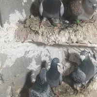 سلام دو جفت المانی اس به زمانت تخم وجوجه|پرنده|شاهرود, |دیوار