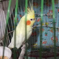 عروس هلندی نر|پرنده|تولم شهر, |دیوار