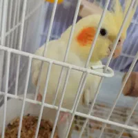 عروس هلندی لوتینو نر چشم شرابی