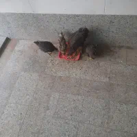 جوجه محلی