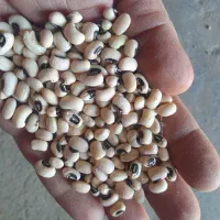 فروش لوبیا تناژ بالا