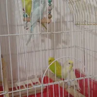 مرغ عشق جفت با 2 جوجه