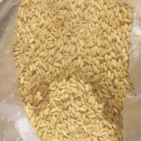 گندم بوجاری شده