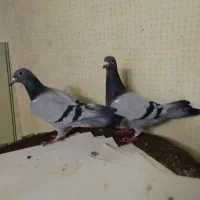 یک‌جفت‌پلاکی|پرنده|قم, نوبهار|دیوار