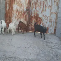 کهره نر|حیوانات مزرعه|حاجی آباد, |دیوار