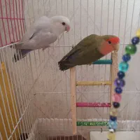 طوطی برزیلی