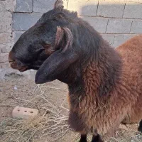 بره قوچ همو درجه یک|حیوانات مزرعه|تربتحیدریه, باغ سلطانی|دیوار