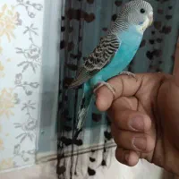 مجسمه طرح مرغ عشق دستی|مجسمه، تندیس، ماکت|یزد, |دیوار