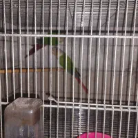 گیرینچیک مولد|پرنده|محمدشهر, محمدشهر|دیوار