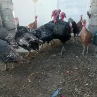 بوقلمون خانگی ۱۶عدد