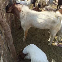 نری فروشی