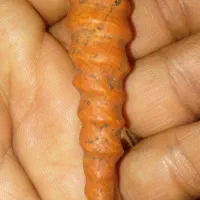 انواع عرج|کلکسیون اشیاء عتیقه|اهواز, کارون|دیوار