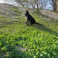 توله ژرمن بلک شولاین|سگ|اهواز, فرهنگ شهر|دیوار