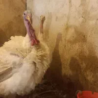 یک جفت بوقلمون نروماده بیوتی گوشتی کیلویی ۵۰۰ تومن