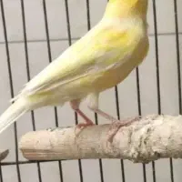 قناری نر