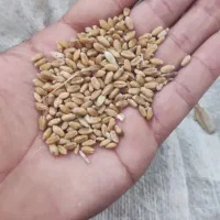 گندم