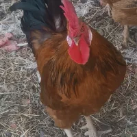 سلام  فروشی
