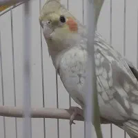 عروس هلندی نر و ماده|پرنده|مشهد, کوه سنگی|دیوار