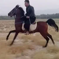 اسب نریان سیلمی معاوضه با مادیان یا نریان