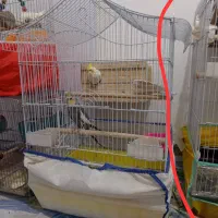 تعدادی مرغ عشق و عروس هلندی و کوتوله