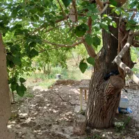 فروش فروش باغ محلات