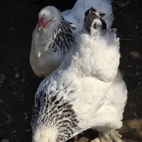 لایت رومانی اصیل (تخم نطفه دار)