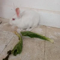 خرگوش|موش و خرگوش|مسجد سلیمان, |دیوار