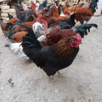 هشت عدد خروس