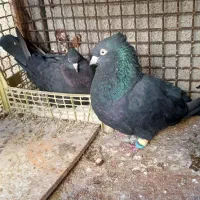 جفت سیاه بوشهری