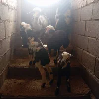 قوچ افشار|حیوانات مزرعه|فیروزآباد (لرستان), |دیوار