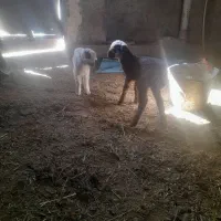 بره وبزغاله شیری