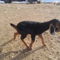 (کهره شیری)ماده|حیوانات مزرعه|خفر, |دیوار