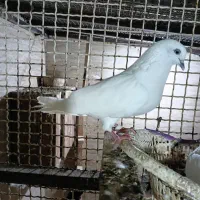 نر چنگ سرمه ای