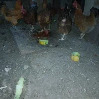 مرغ تخمگذار
