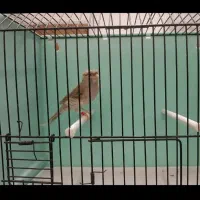 قناری نر قرص|پرنده|رودهن, |دیوار