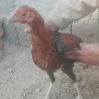 سه خروس وطنی چاق چله دو رگه|حیوانات مزرعه|کوهپایه, |دیوار