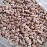 لوبیا چیتی خوش پخت