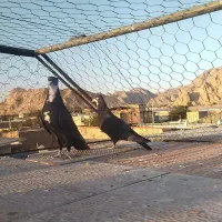 کبوتر پلنگ|پرنده|کرمان, |دیوار