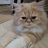 گربه پرشین اصل|گربه|ورامین, ورامین|دیوار