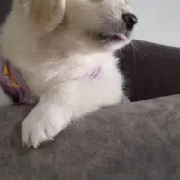 واگذاری توله های پامرین|سگ|فردیس, فردیس|دیوار