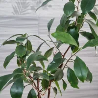 گل بونسای|گل و گیاه طبیعی|شیراز, شهرک زینبیه|دیوار